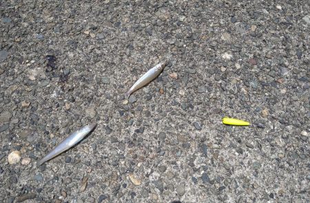 キス狙いでまさかの真鯛